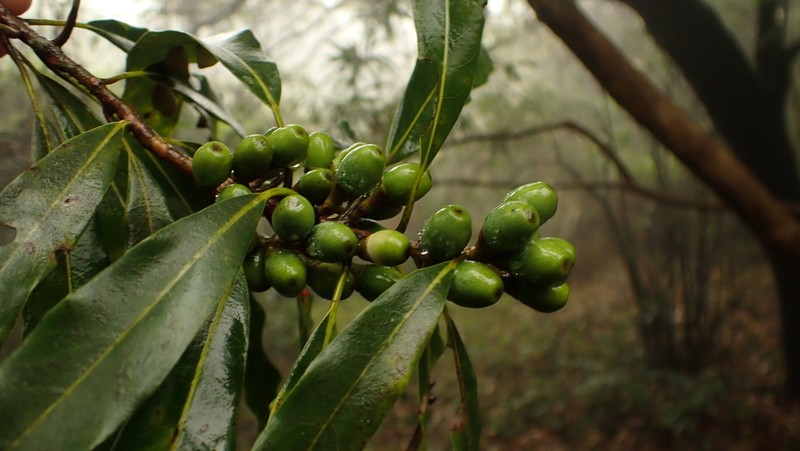 Actinodaphne acuminata photo 5