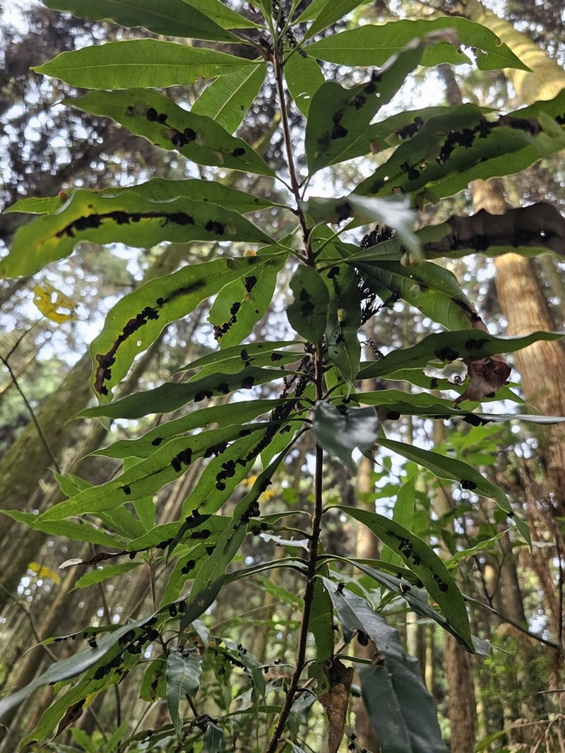 Actinodaphne acuminata photo 6