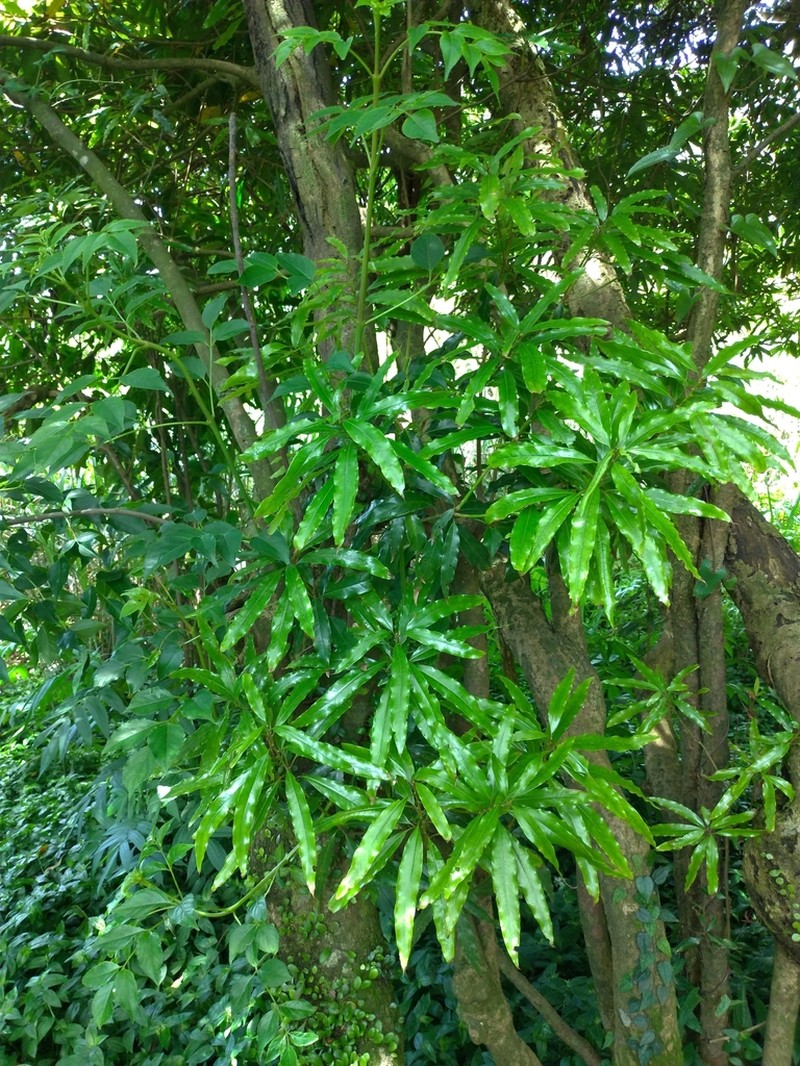 Actinodaphne acuminata photo 7
