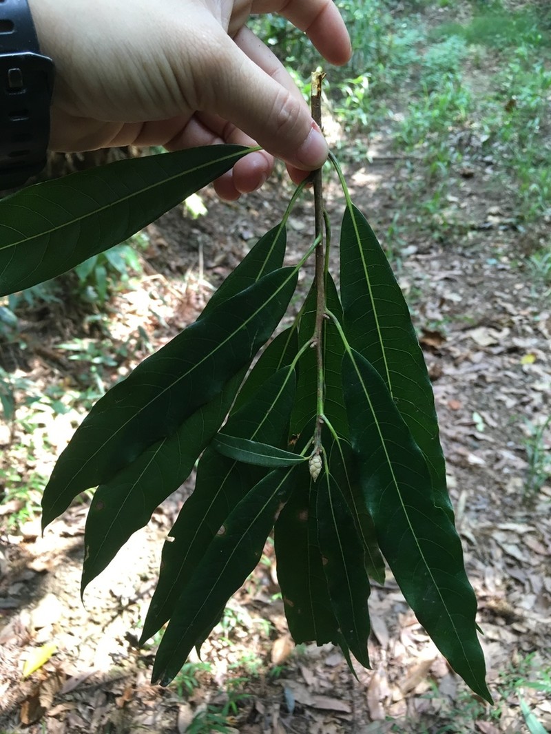 Actinodaphne acuminata photo 8