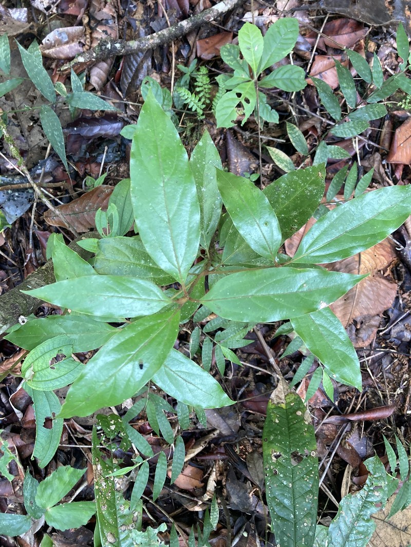 Actinodaphne albifrons photo 2
