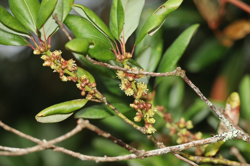 Actinodaphne ambigua