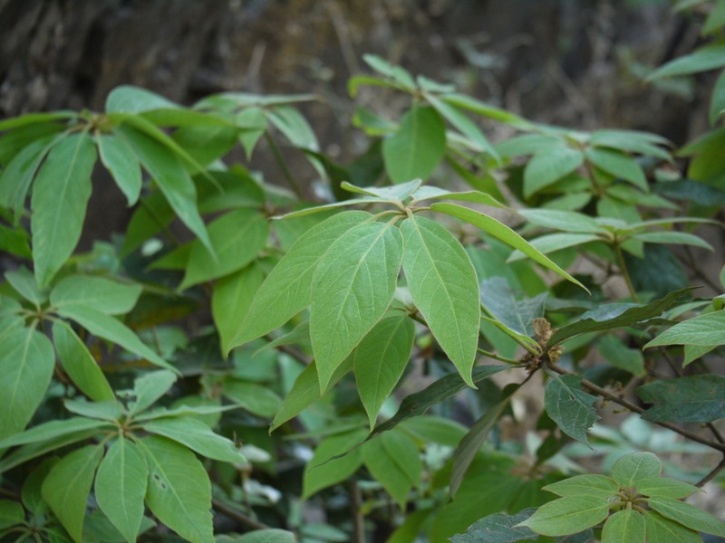 Actinodaphne angustifolia photo 2
