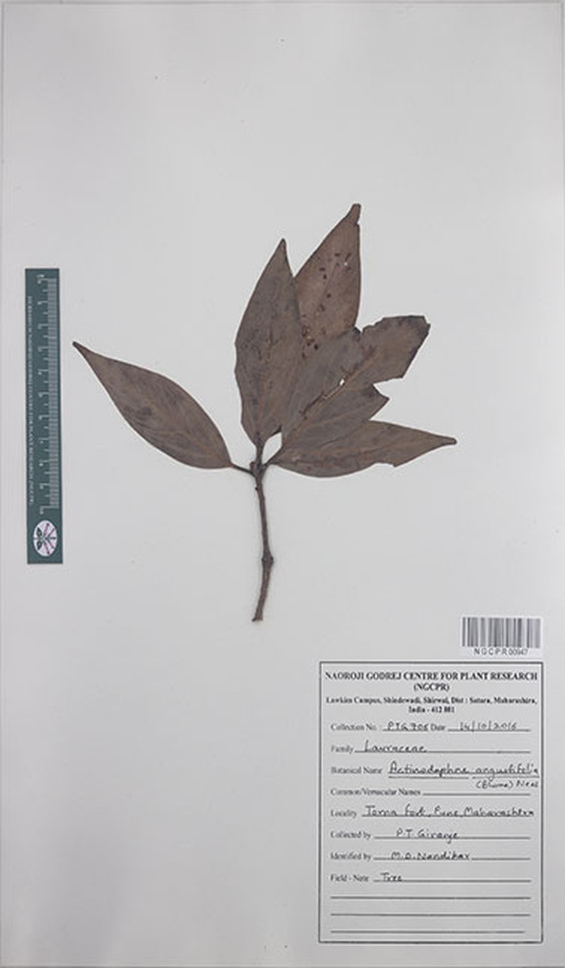 Actinodaphne angustifolia photo 3