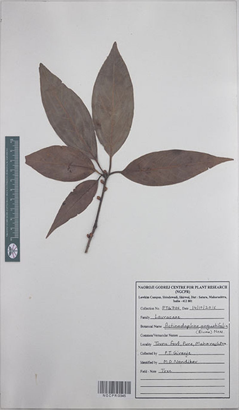 Actinodaphne angustifolia photo 4