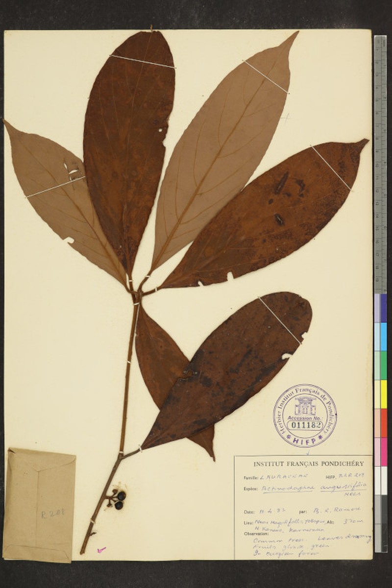 Actinodaphne angustifolia photo 7