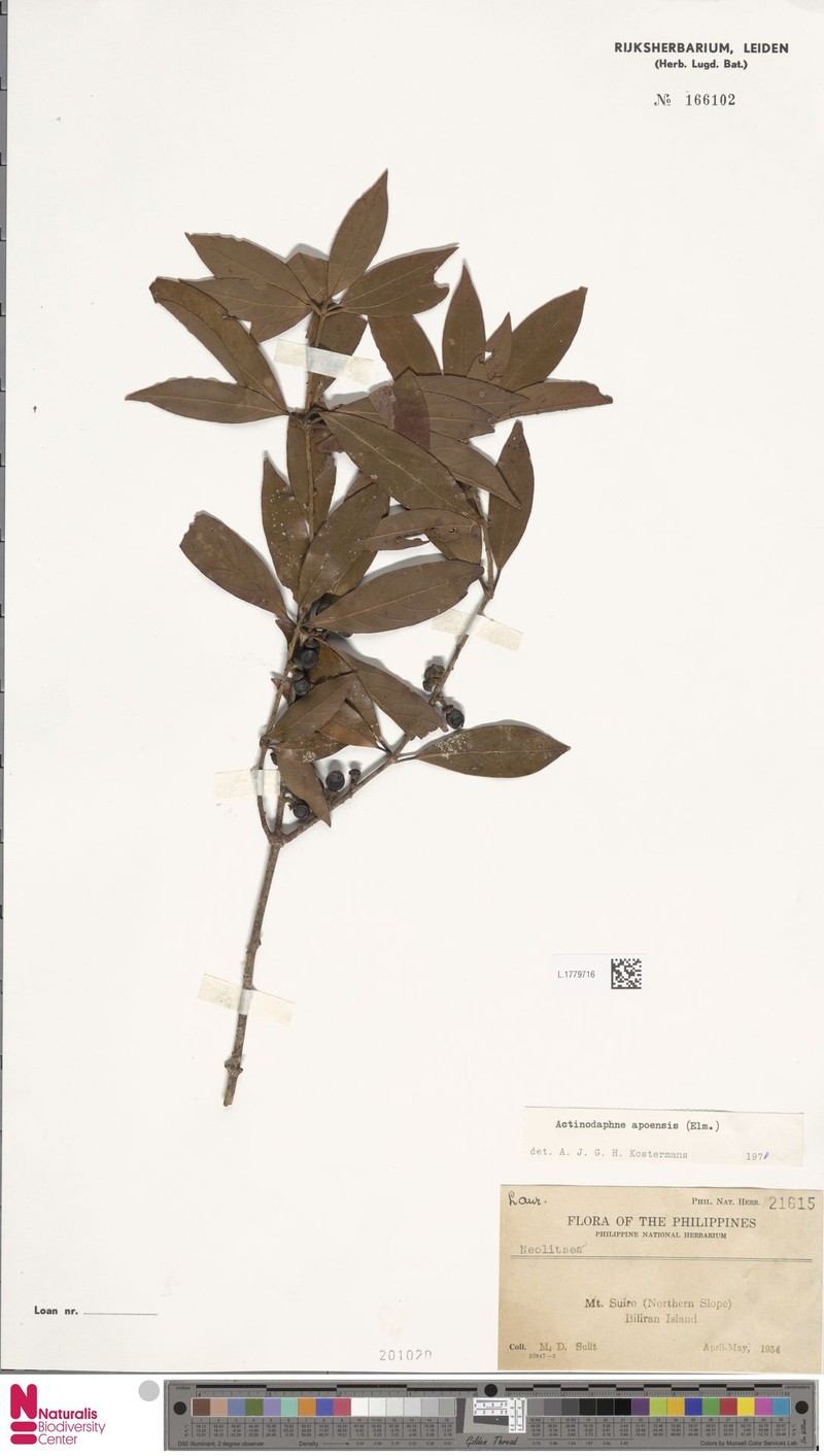 Actinodaphne apoensis