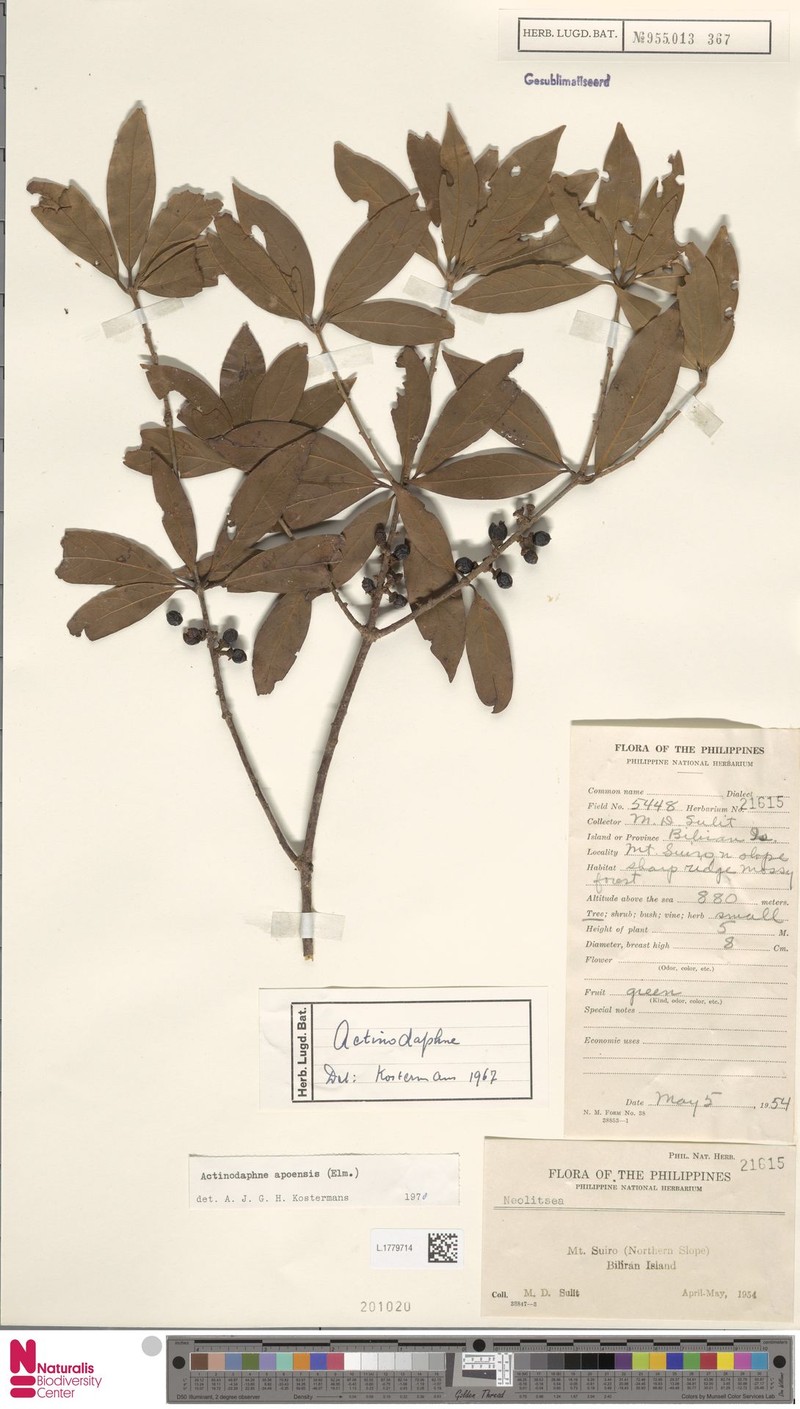 Actinodaphne apoensis photo 2