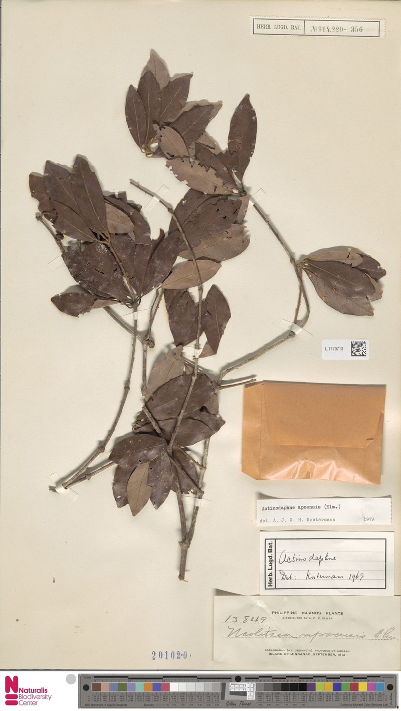 Actinodaphne apoensis photo 3