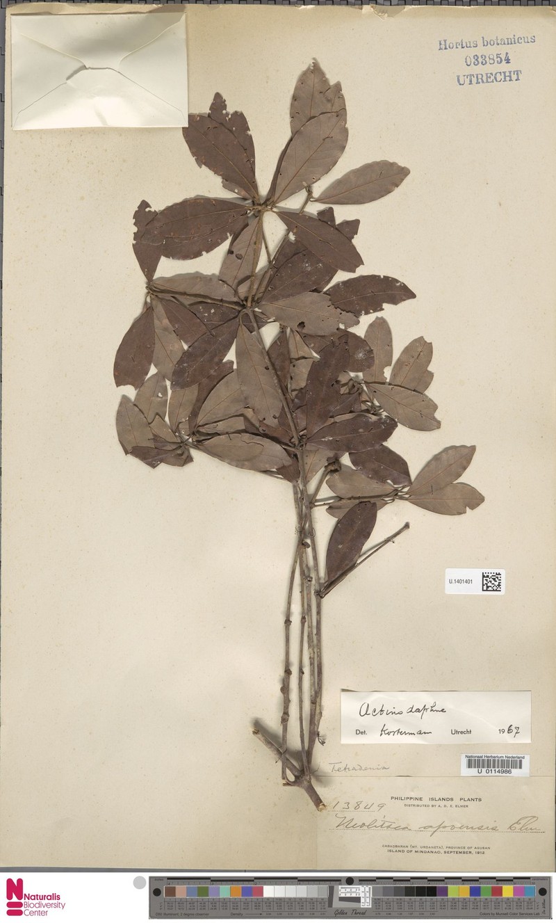 Actinodaphne apoensis photo 4