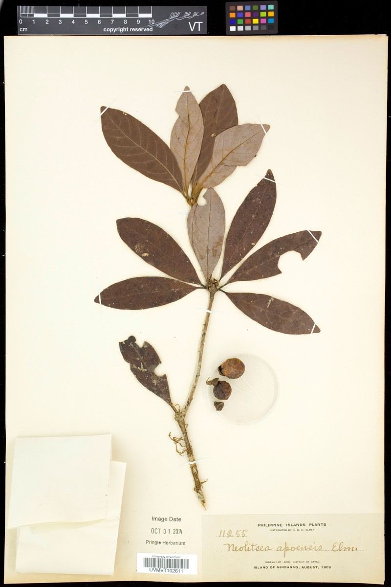 Actinodaphne apoensis