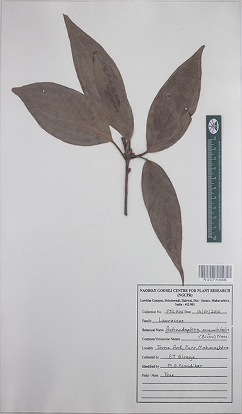 Actinodaphne areolata photo 3