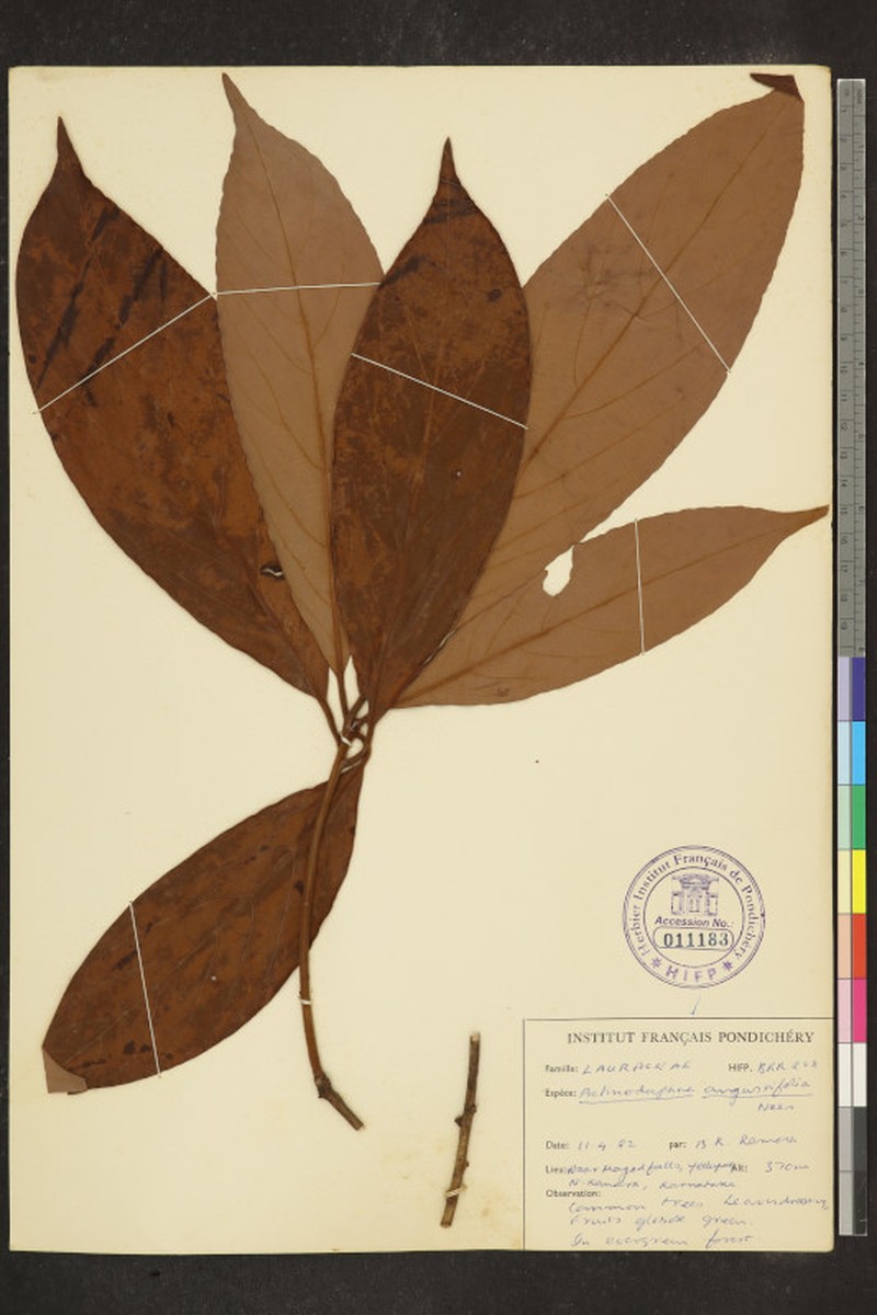 Actinodaphne areolata photo 4