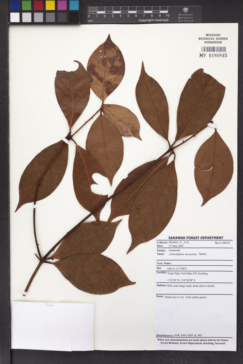 Actinodaphne borneensis