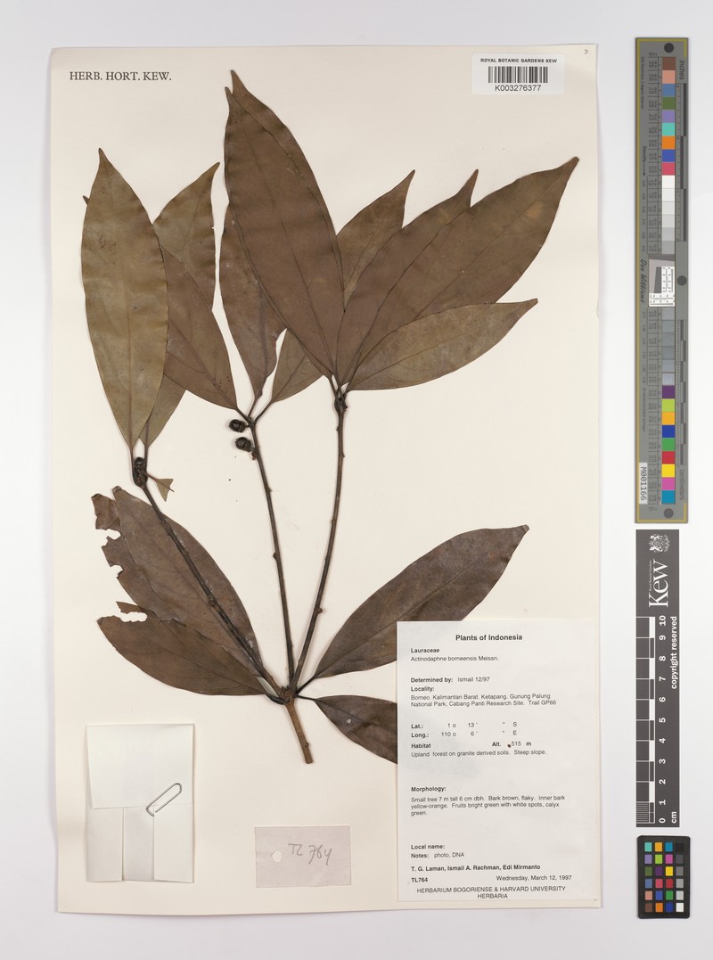 Actinodaphne borneensis photo 2