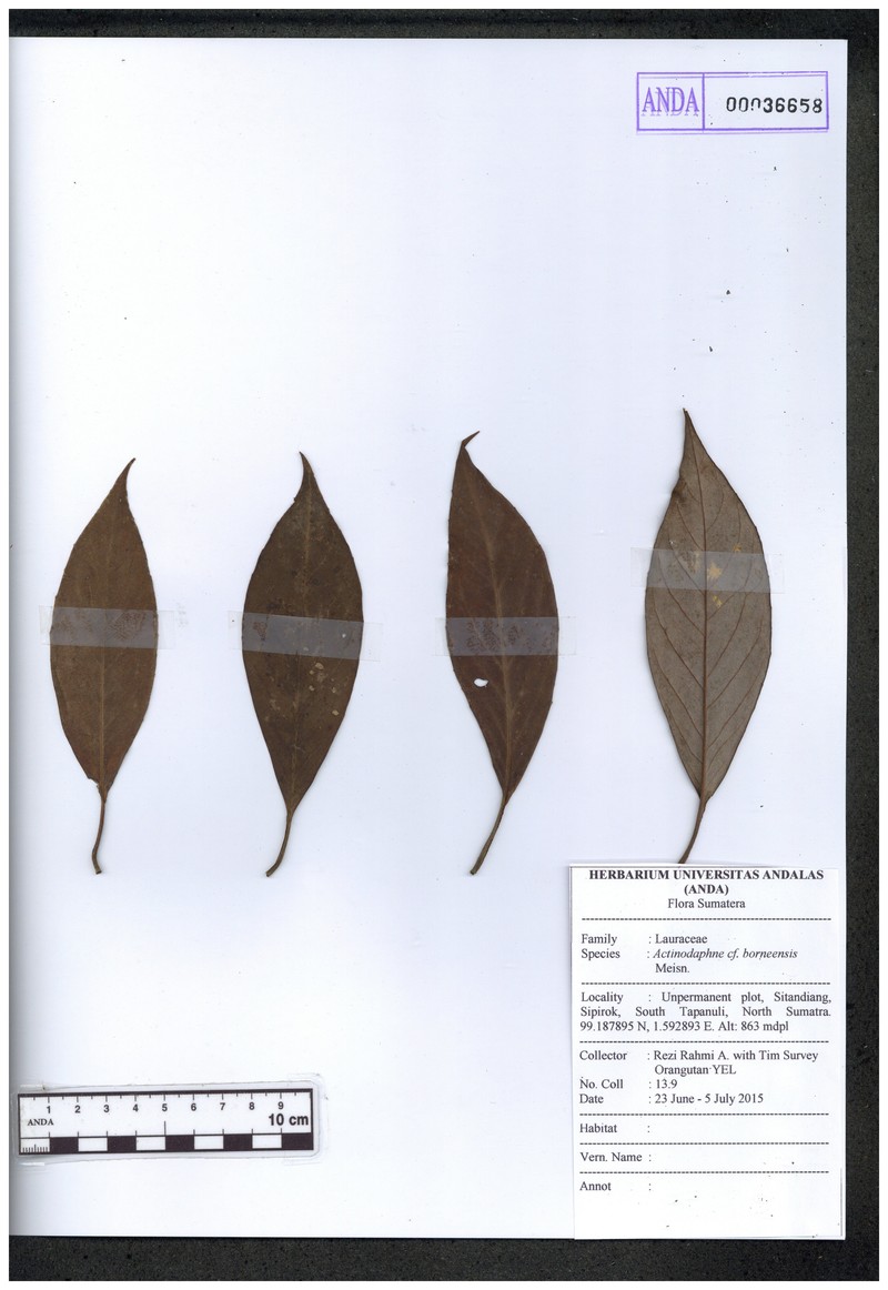 Actinodaphne borneensis photo 3