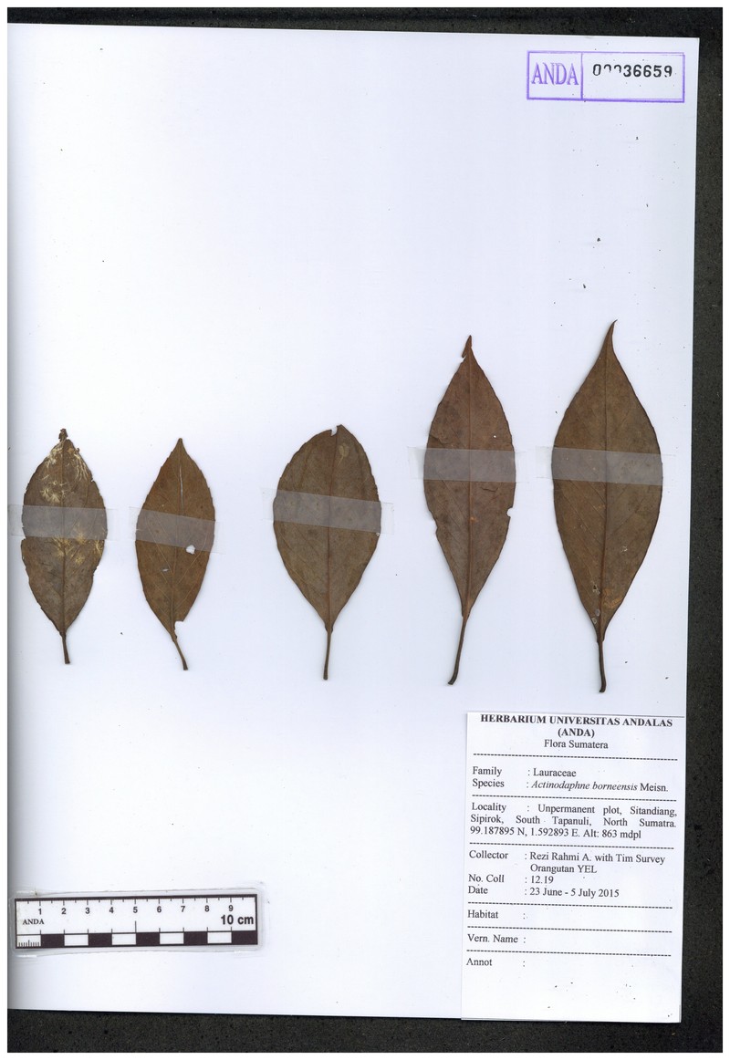 Actinodaphne borneensis photo 4
