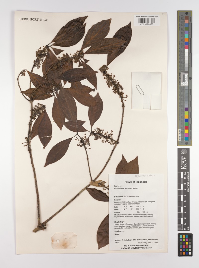 Actinodaphne borneensis photo 5