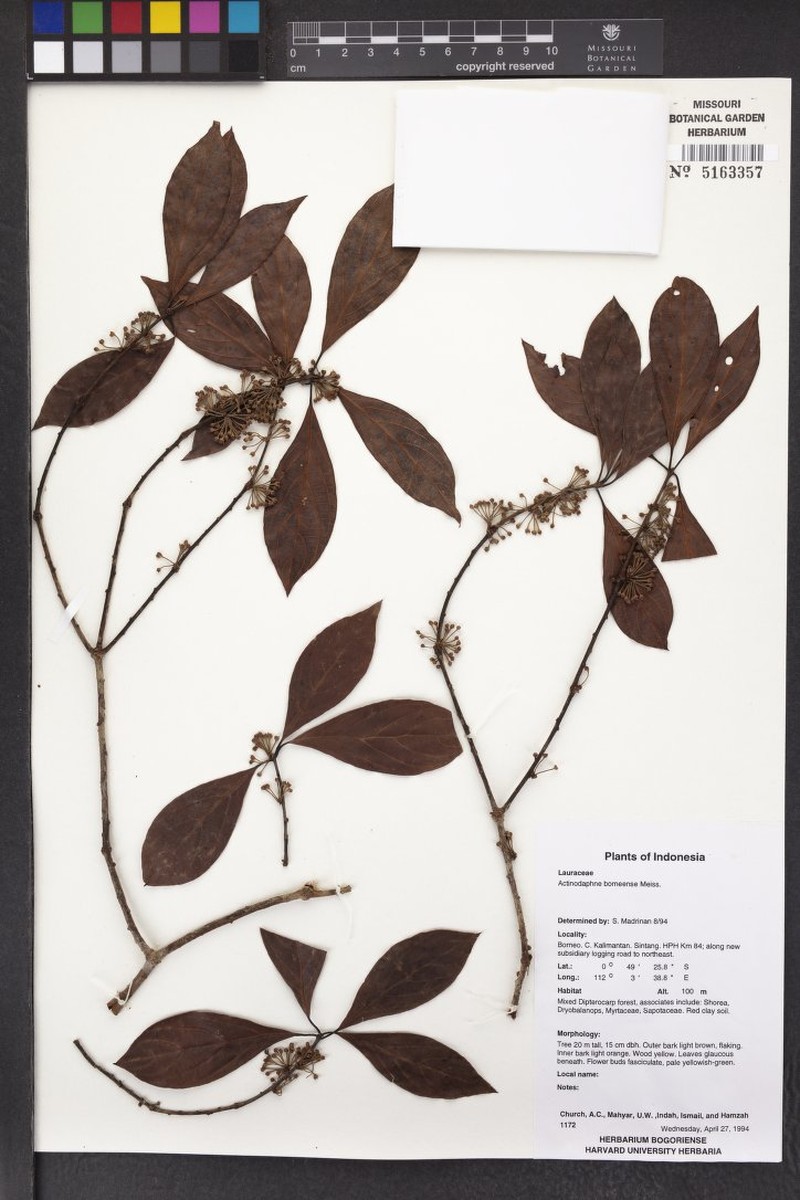 Actinodaphne borneensis photo 6