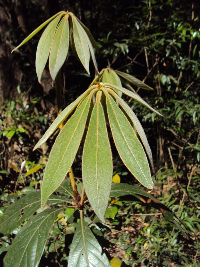 Actinodaphne bourdillonii