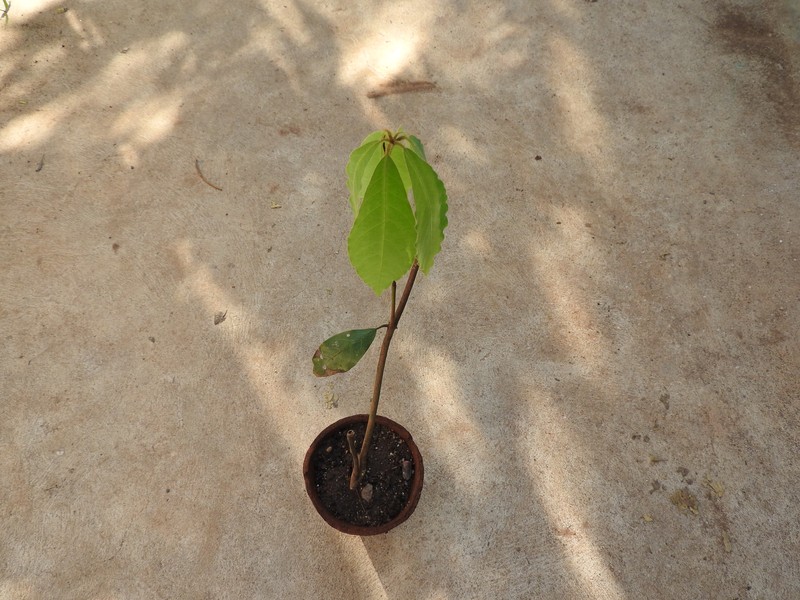 Actinodaphne bourdillonii photo 2
