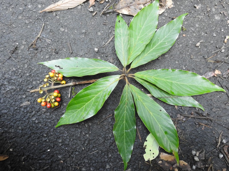 Actinodaphne bourdillonii photo 3