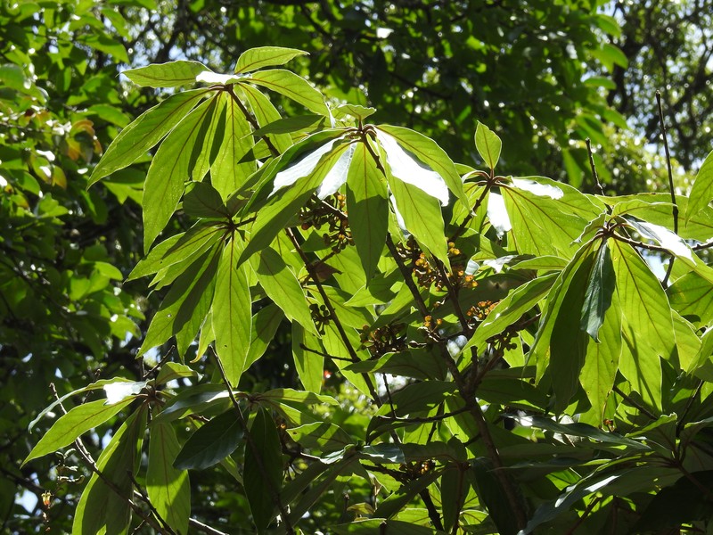 Actinodaphne bourdillonii photo 4