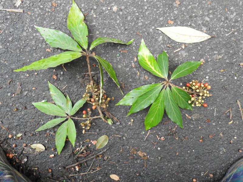 Actinodaphne bourdillonii photo 7