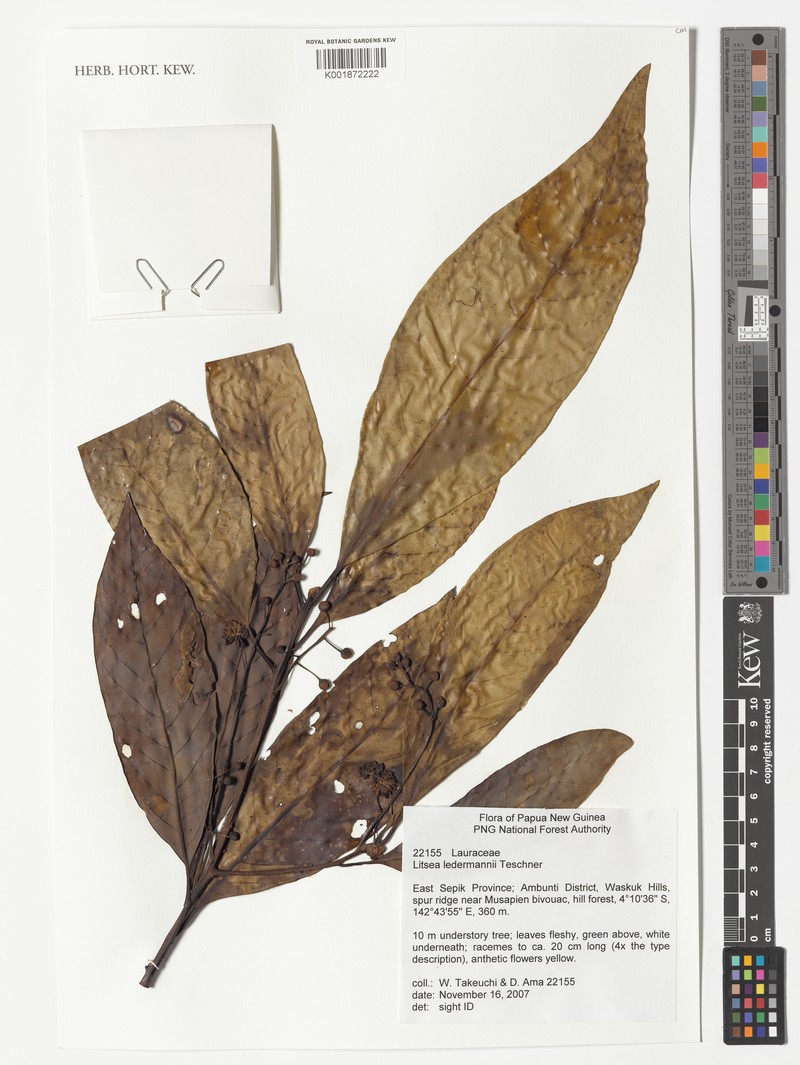 Actinodaphne caesia
