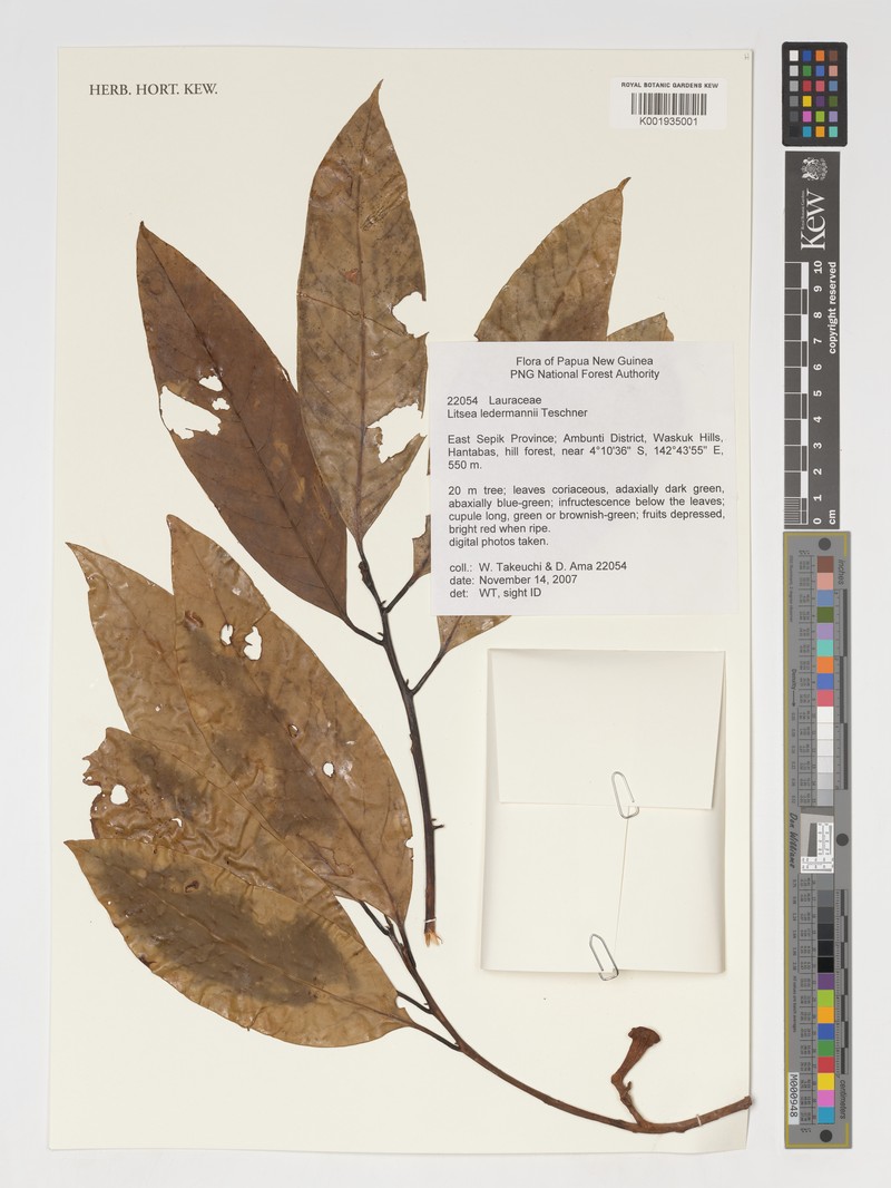 Actinodaphne caesia photo 2