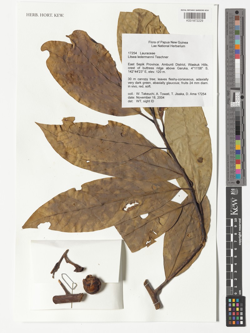 Actinodaphne caesia photo 3