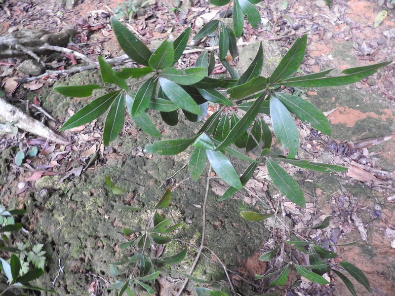 Actinodaphne campanulata