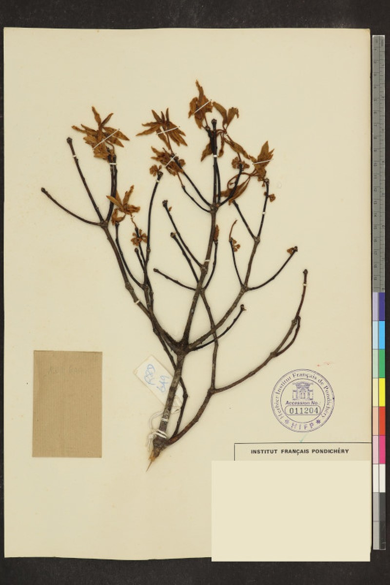 Actinodaphne campanulata photo 2
