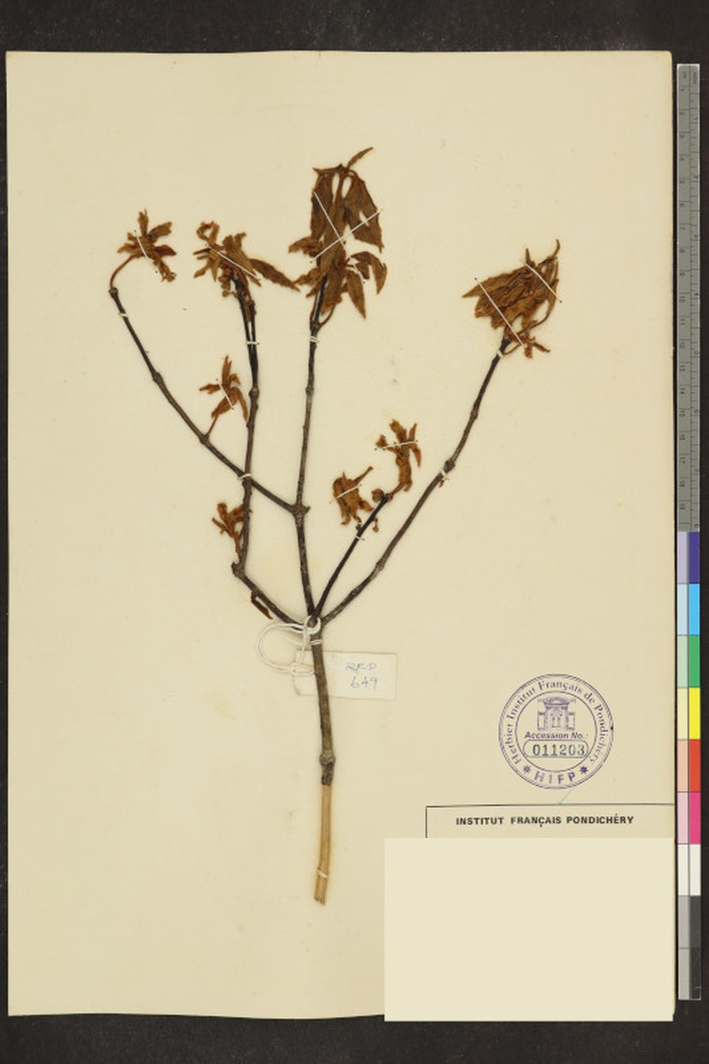 Actinodaphne campanulata photo 3