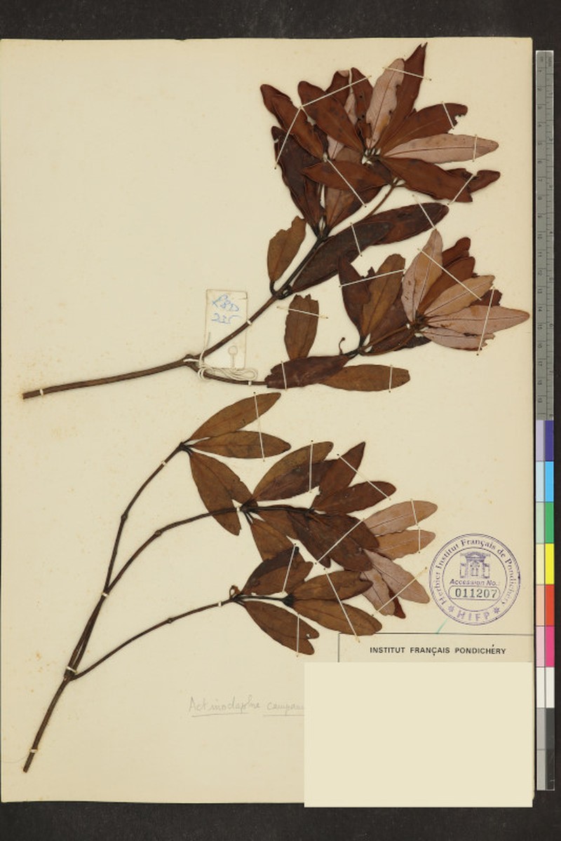 Actinodaphne campanulata photo 4