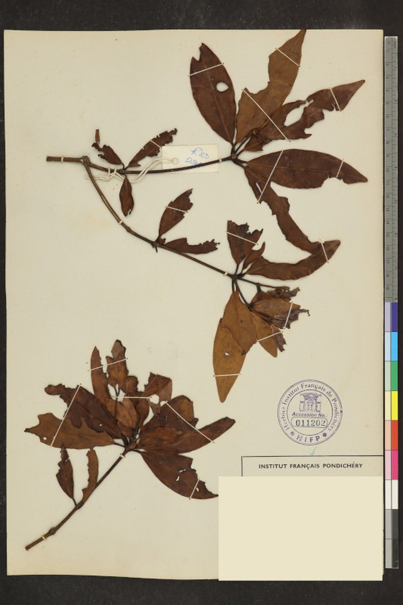 Actinodaphne campanulata photo 5