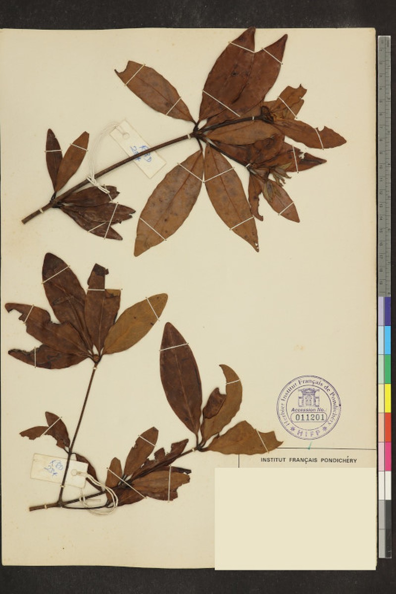 Actinodaphne campanulata photo 6
