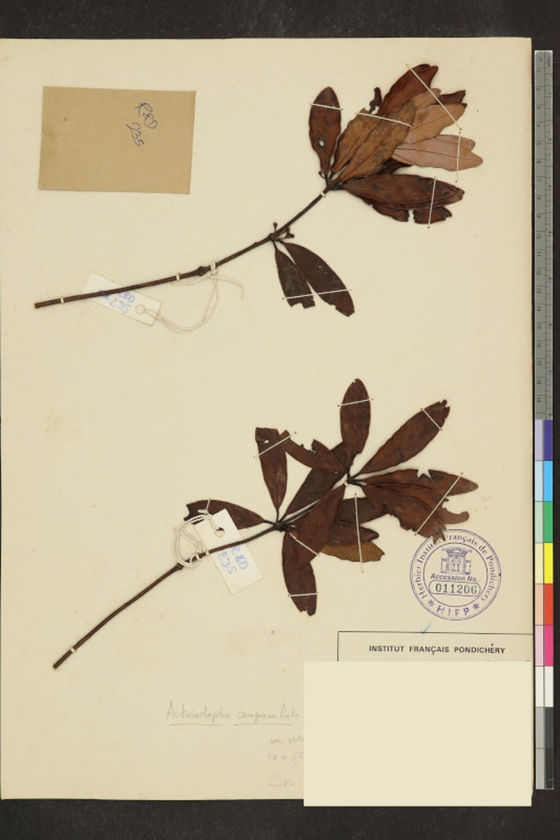 Actinodaphne campanulata photo 7
