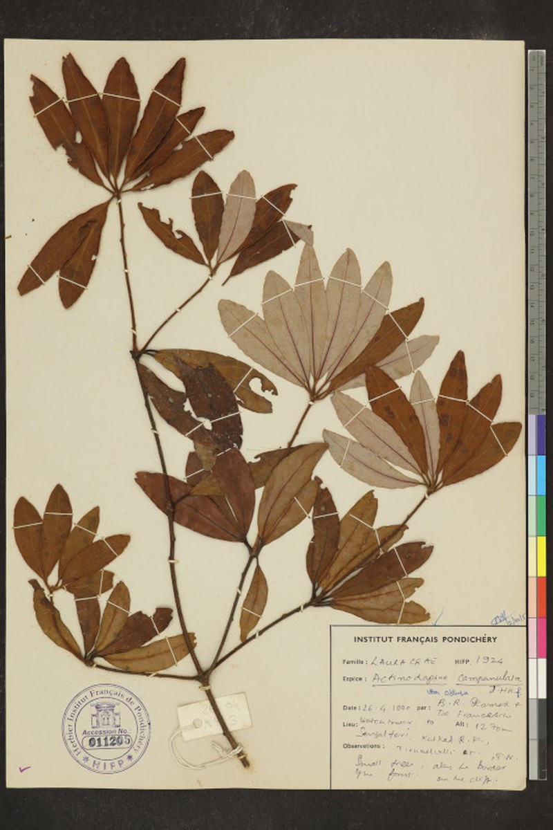 Actinodaphne campanulata photo 8