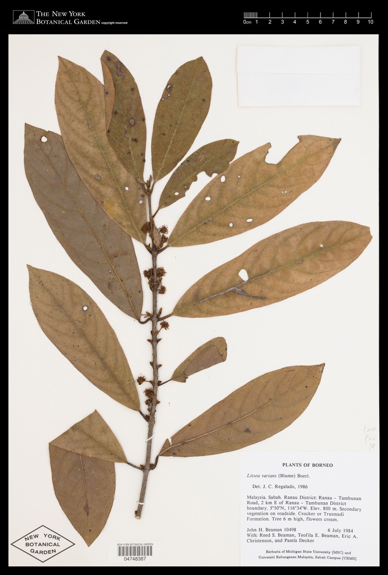Actinodaphne cinerea