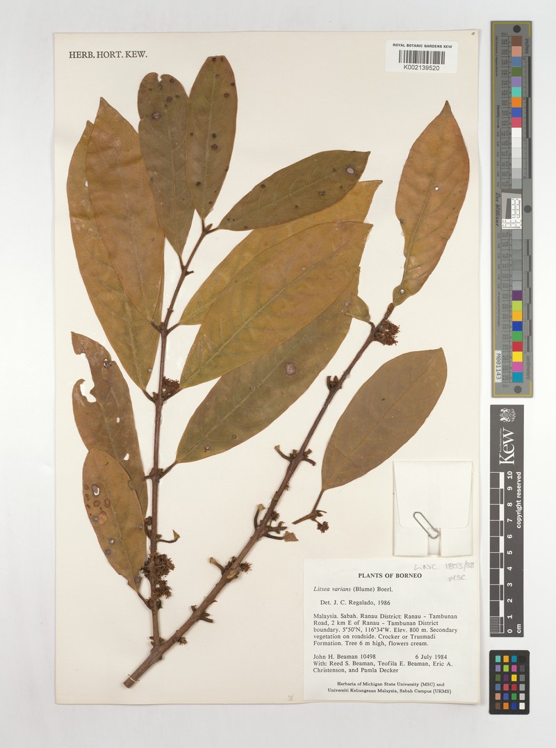 Actinodaphne cinerea photo 2