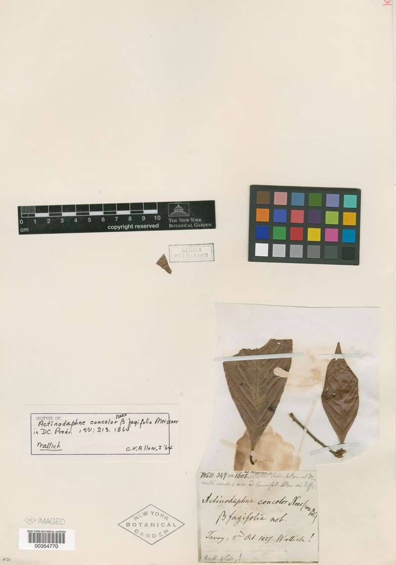 Actinodaphne concolor