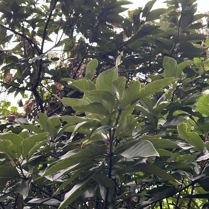 Actinodaphne crassa