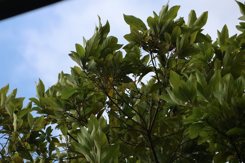 Actinodaphne crassa photo 2
