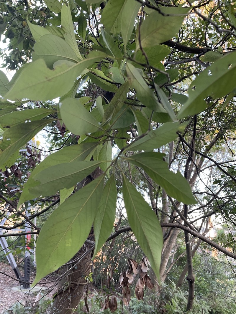 Actinodaphne crassa photo 3