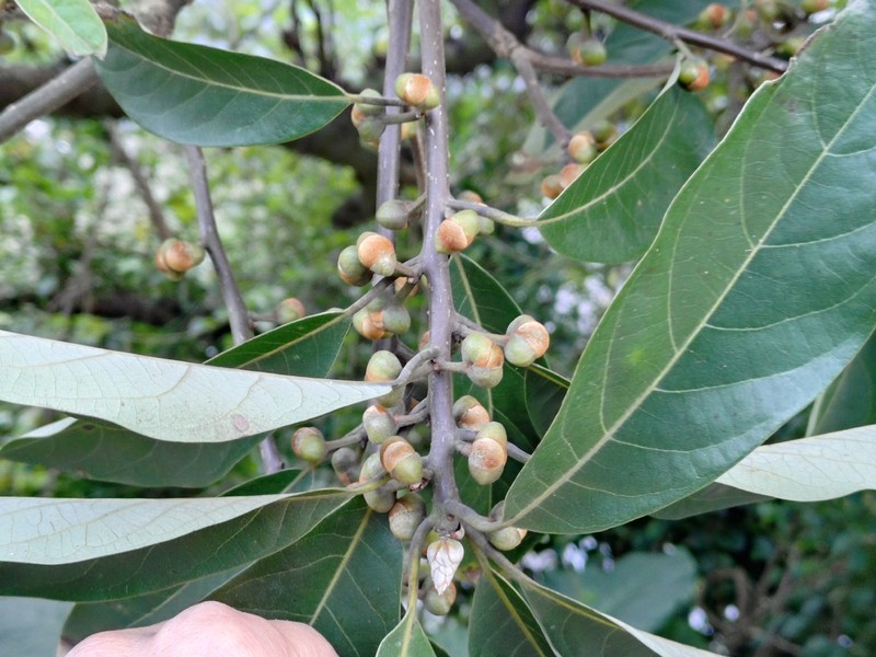 Actinodaphne crassa photo 6