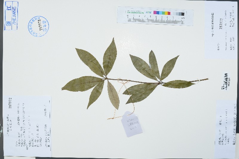 Actinodaphne cupularis