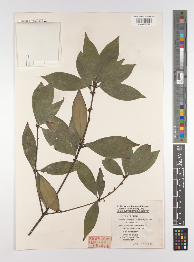 Actinodaphne cupularis photo 2