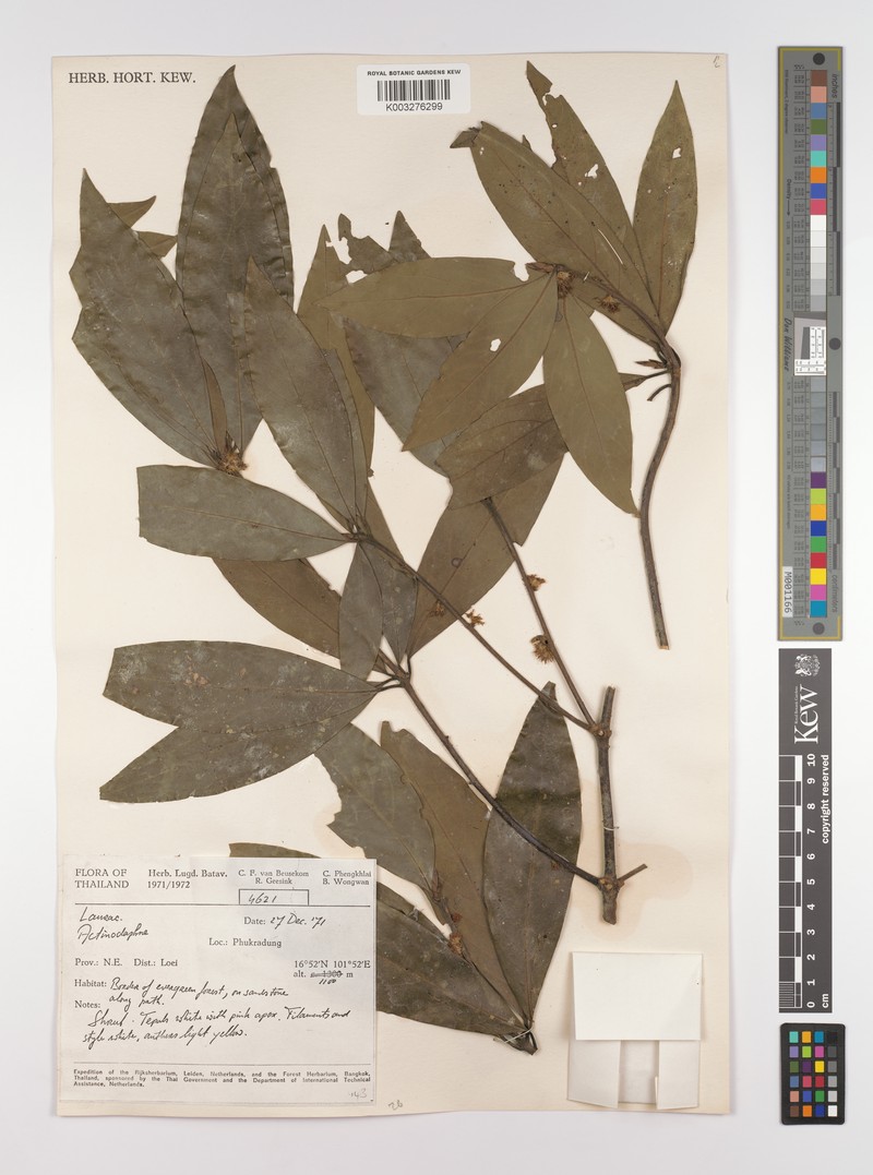 Actinodaphne cupularis photo 3