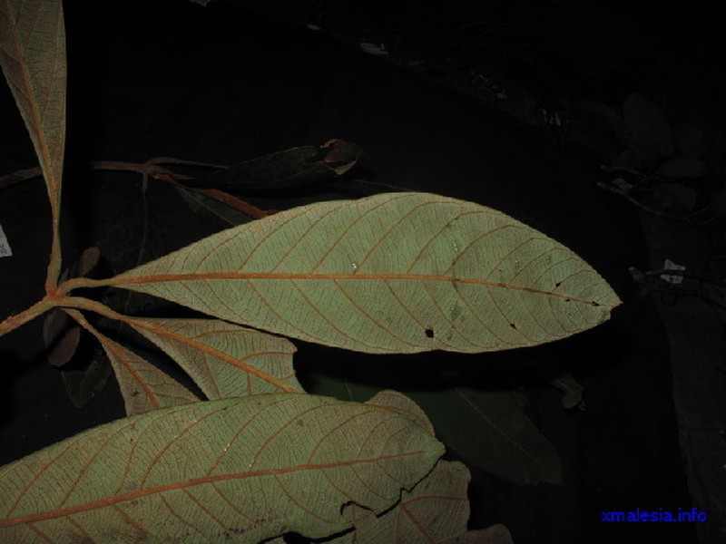 Actinodaphne diversifolia
